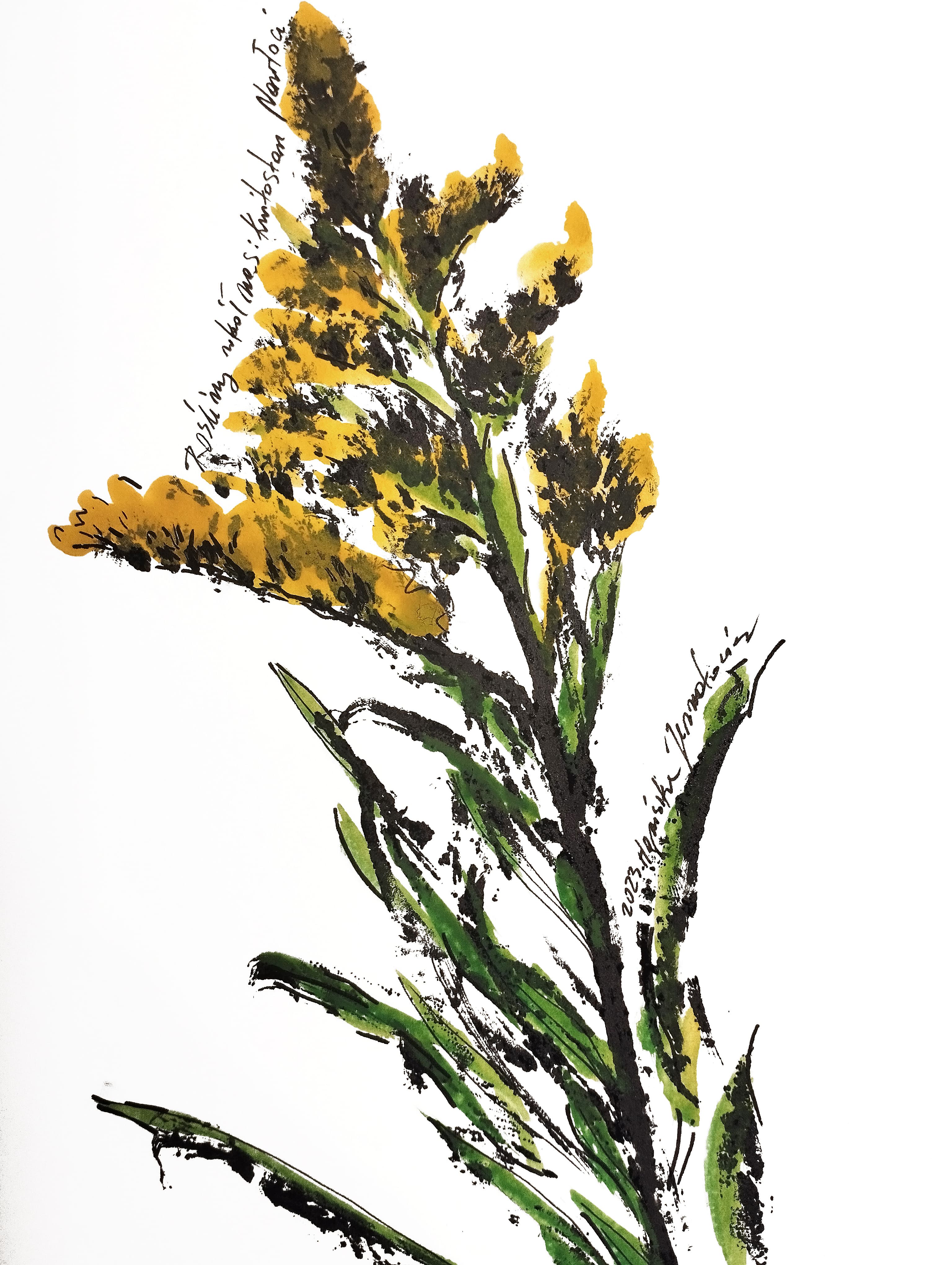 Z cyklu rośliny wokół nas - Nawłoć. Technika mieszana: odbitka rośliny w farbie drukarskiej, rysunek tuszem, akwarela.